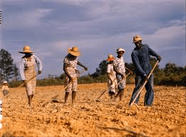 Another tough job: Chopping cotton to thin-out each hill so you can get a good "stand" of healthy cotton.