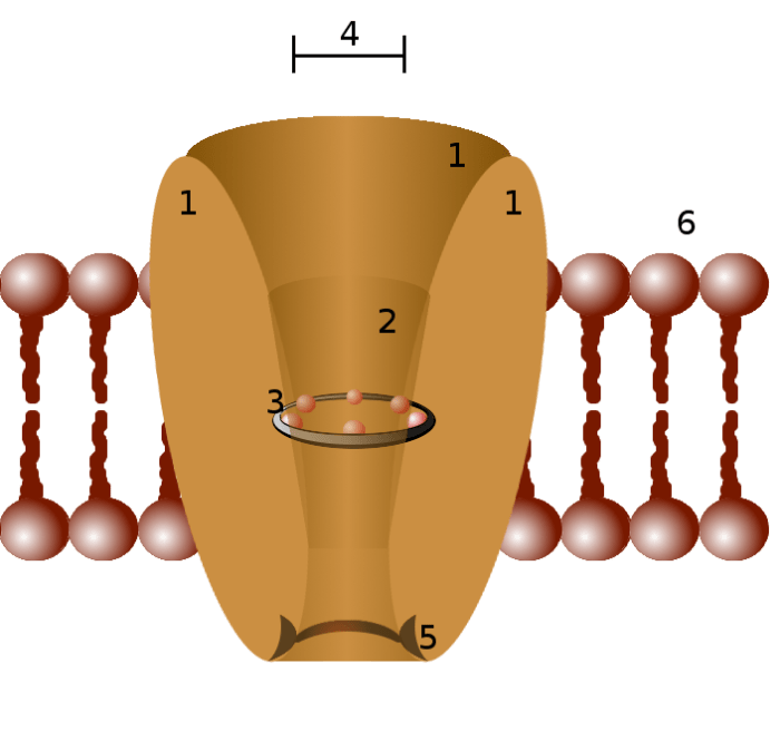 Diagram of an Ion Channel: 1 - channel domains (typically four per channel), 2 - outer vestibule, 3 - selectivity filter, 4 - diameter of selectivity filter, 5 - phosphorylation site, 6 - cell membrane.