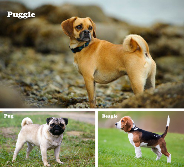 Puggle (Pug and Beagle mix)