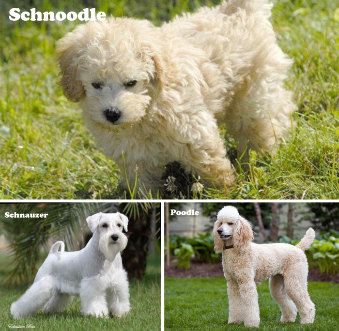 Schnoodle (Schnauzer and Poodle)