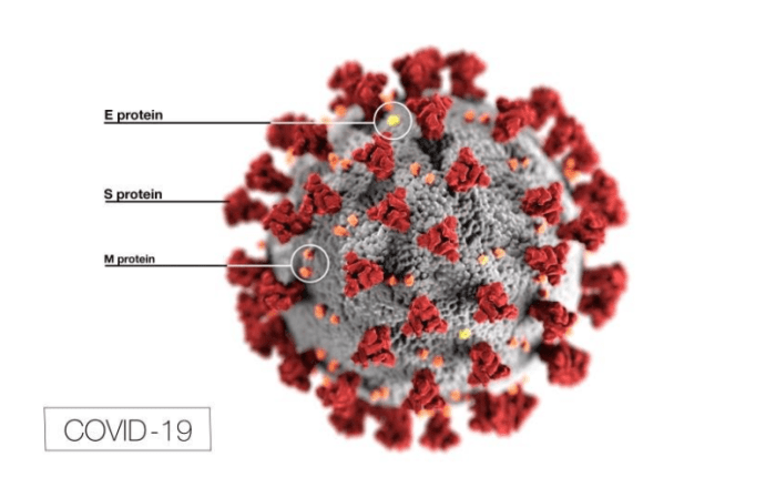 Much smaller than bacteria, viruses are not full cells. They are DNA or RNA (genetic material) encased inside of a protein coating.