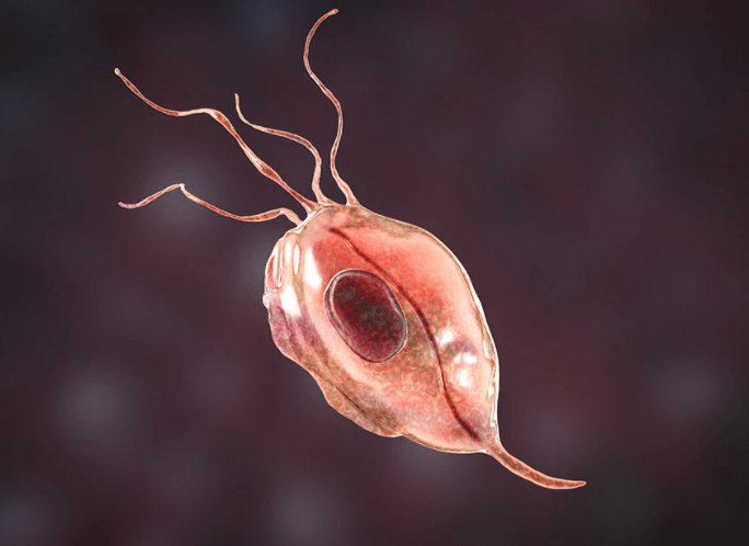 Protozoa (pro-toe-ZO-uh) are kind of like bacteria but only more substantial in size.