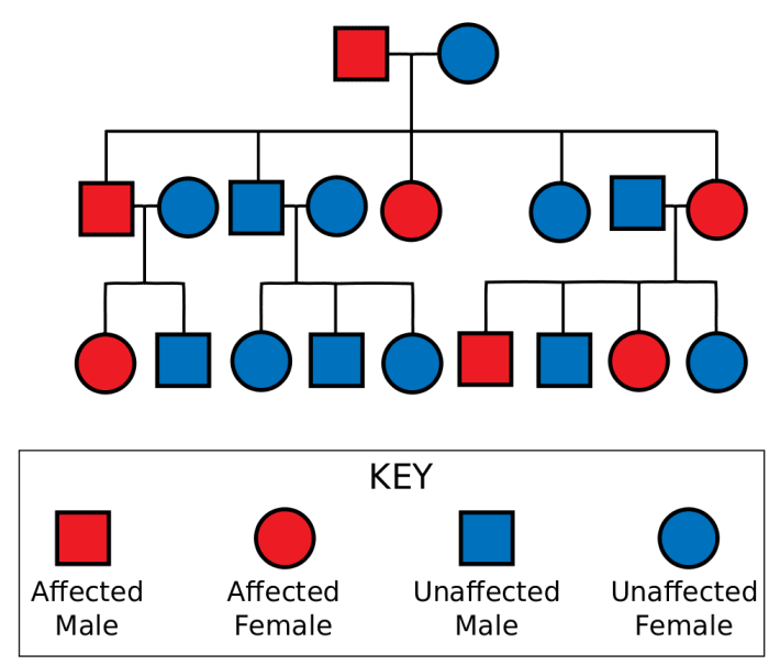 Autosomal Dominant Pedigree Chart. In Autosomal Dominance the chance of receiving and expressing a particular gene is 50% regardless of the sex of parent or child.