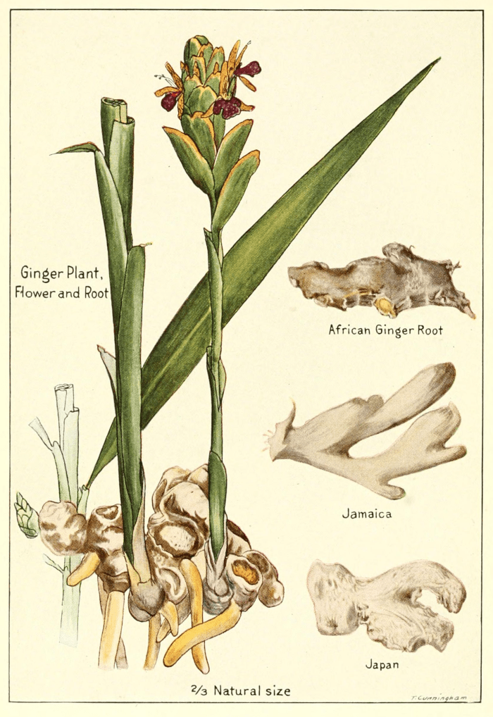 An illustration of what the ginger plant and herb looks like. The root is what's most often used in cooking, teas and medicinal preparations.