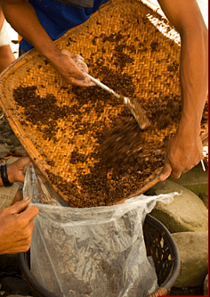 Place the rice and bubod mixture in a bag to ferment (Image Credit: AkosiSuperEdwinK from pinoyphotography.org)