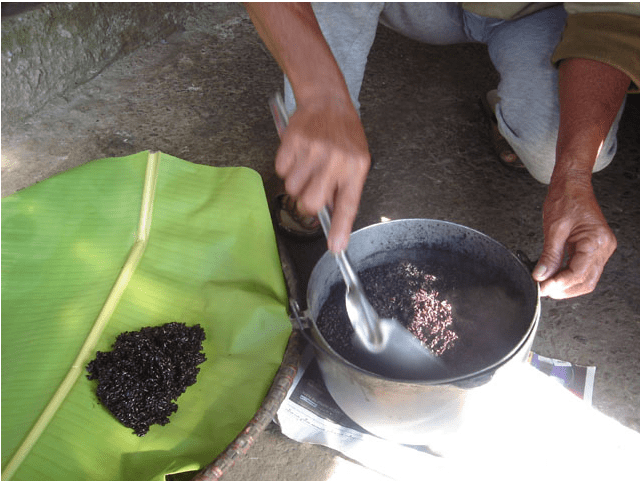 Cooked rice is transferred to a dry and shallow tray (Image Credit: Photos by Jun Verzola and Brenda Dacpano/NORDIS from galleries.nordis.net)