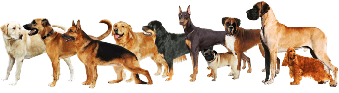 Top 10 Most Popular Dog Breeds In India - HubPages