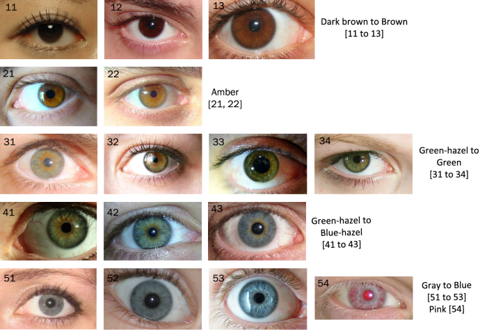 It would be useful or even interesting to navigate a spectrum of the selected colors and shades to get an idea where your eye color falls.