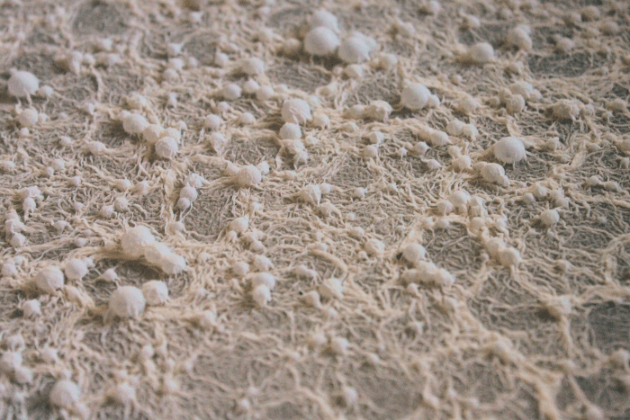 Kahm yeast is a common sight on a healthy ferment, and is not a cause for concern.