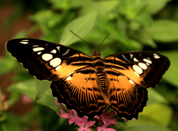 Orange and Black Halloween Butterfly – This specie is called 'Painted Lady' or 'Cosmopolitan' (Vanessa cardui).