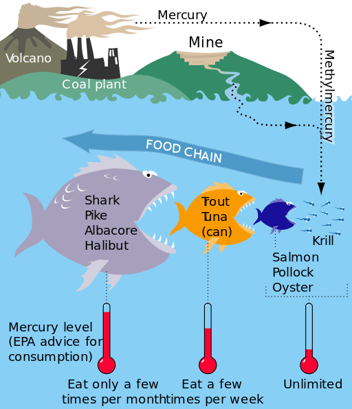 Through the process of biomagnification, mercury levels in each successive predatory stage increase.