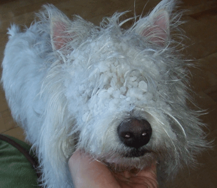 This past winter that cute face attracted snowballs. Sometimes Tiki couldn't even see! Photo credit: Edward M. Fielding