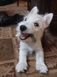 Chewing on a "Greenie" a few days after picking up Tiki from the rescue. Photo credit: Edward M. Fielding