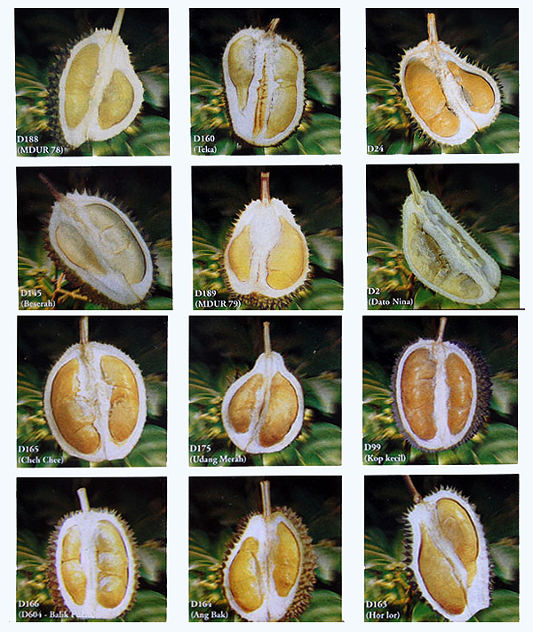 Some of Malaysia's popular durian varieties. Those registered with the Department of Agriculture has a prefix D follow by a number