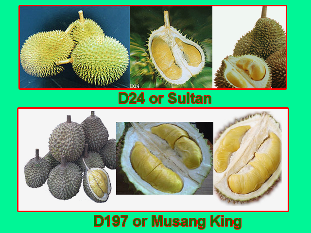 The 2 most popular durian varieties in Malaysia - D24 and D197 populary known as the Musang King or Mau San Wang