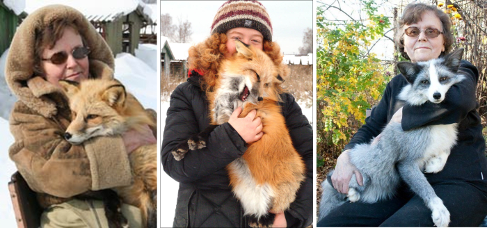 The 25 Interesting Facts About foxes - HubPages