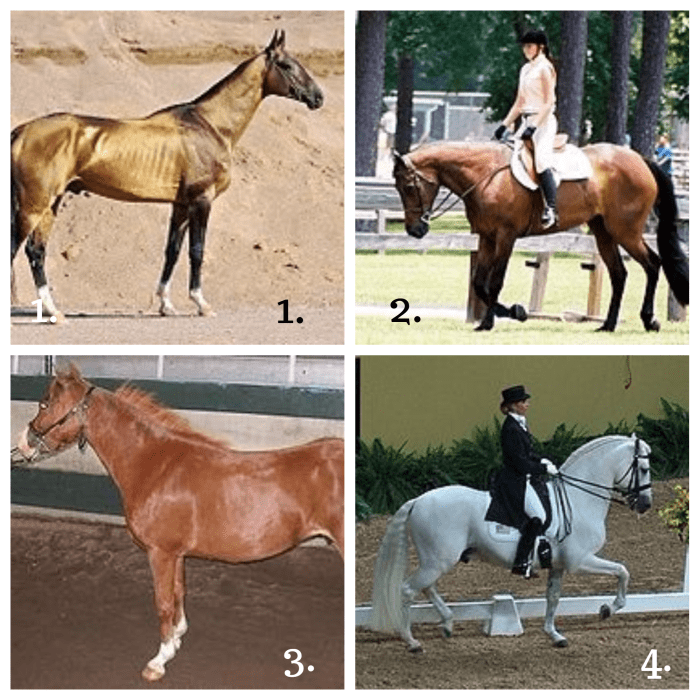 1. Akhal-Teke Horse 2. American Quarter Horse 3. American Shetland Horse 4. Andalusian Horse