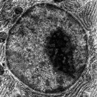 A scanning electron micrograph of the Nucleus. The dark spot is the Nucleolus, the dark line around the outside is the nuclear membrane. You can just make out a few gaps in this: these are nuclear pores.
