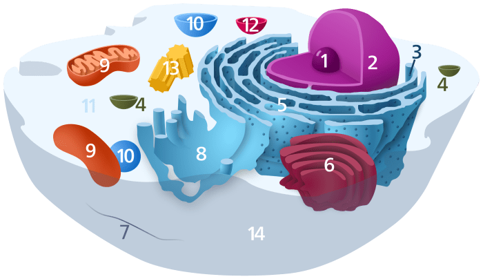 This hub will teach you how to identify all of these organelles, and explain each of their functions