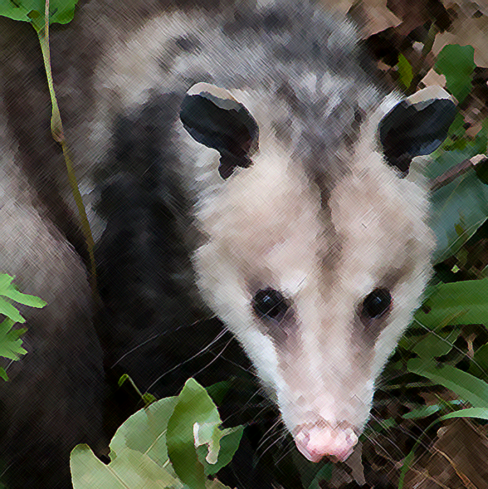 carmen-possum-latin-student-humor-from-the-1800s-hubpages