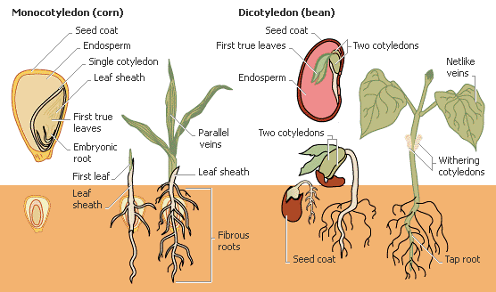 Teaching Plant Biology to Kids II - HubPages