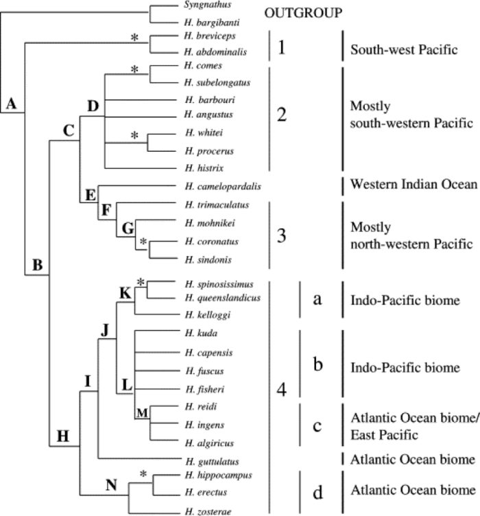 This tree shows the relationships between Hippocampus kuda and other seahorse species (Teske et al., 2004). The letters at the nodes indicate a common ancestor shared by the subsequent branches.