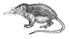 Dixi-Solenodon cubanus-transparent