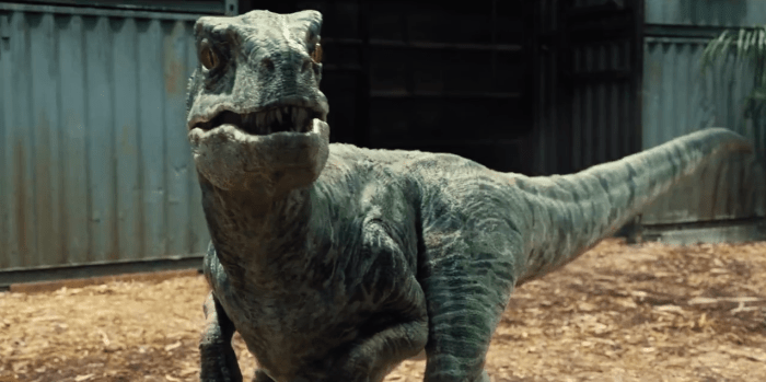 (cc image, Jurassic Park Wiki) Velociraptor, As Portrayed in the Jurassic Park Movie Franchise (Similar Features, But Entirely Different Body to the Real Velociraptor)
