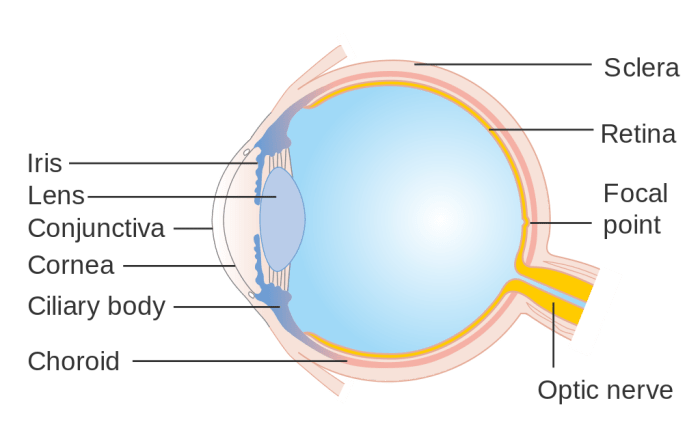 When bacteria enters the eye through the conjunctiva, this will lead to bacterial conjunctivitis..