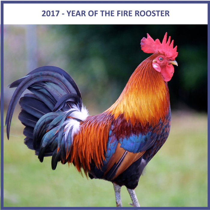 2017 is the year of the Fire Rooster. This means that the patient, methodical rooster will have a bit of fire underneath it!