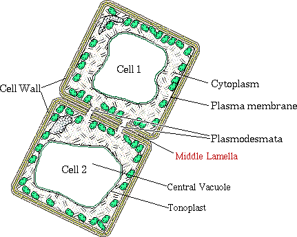 Diagram to show the middle lamella - Make sure you can identify it on an unlabeled diagram of plant cells.