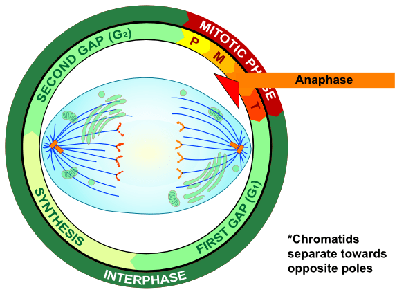 Anaphase - Centrioles pull chromatids to themselves via spindle fibres attatched at the centromeres.