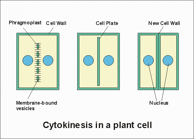 A simple diagram to show how a 'cell plate' forms in between the two nuclei of a plant cell during cytokinesis.
