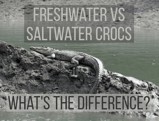 What's are the differences between a freshwater crocodile and a saltwater crocodile? Read on to find out...