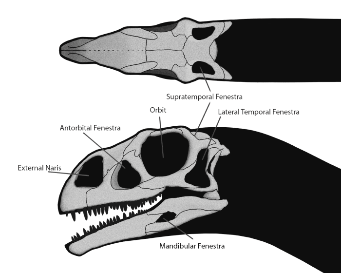 Why Dinosaurs Have Holes in Their Skull HubPages