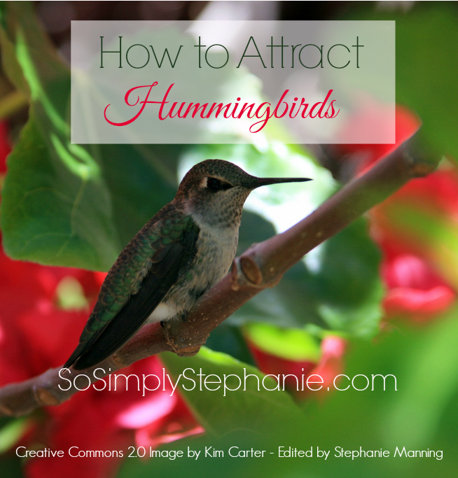 Learn more about how to attract hummingbirds including how to create the perfect environment, water supply and more.