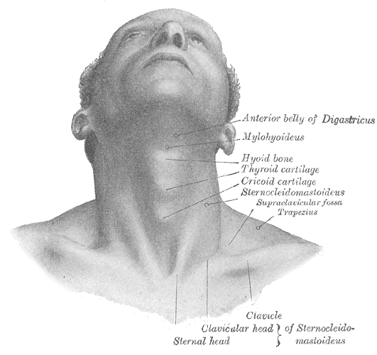 The hyoid sits quite high in the throat and acts as a connector between the tongue and throat.