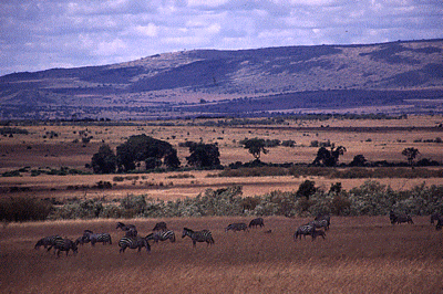 The Pliocene epoch was a time when savannah grasslands such as this one in East Africa first became extensive.