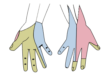 Green: the median nerve; Blue: the ulnar nerve; Red: the radial nerve