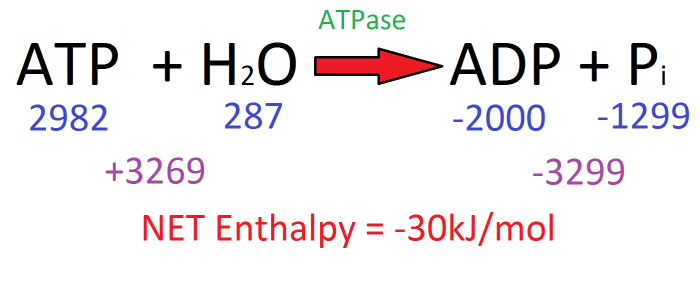 Looking at the enthalpy change between reactants and products shows that hydrolysing ATP releases around 30kJ/mol of energy.