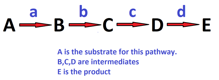A Metabolic Pathway. Most reactions are enzyme-controlled. In this pathway, the enzymes a, b, c and d each control a different step.