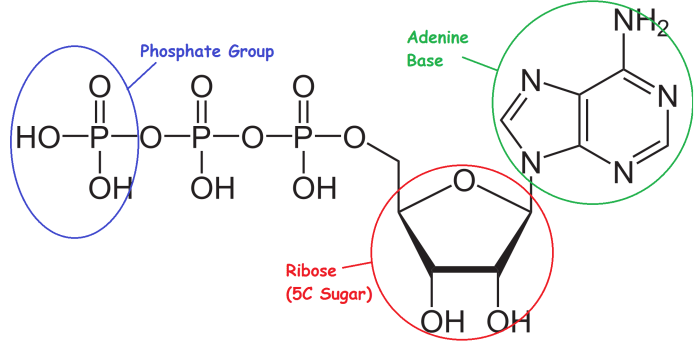 The structural formula of ATP. ATP is a phosphorylated nucleotide - two extra phosphates have been added to the Adenine nucleotide seen in DNA and RNA.