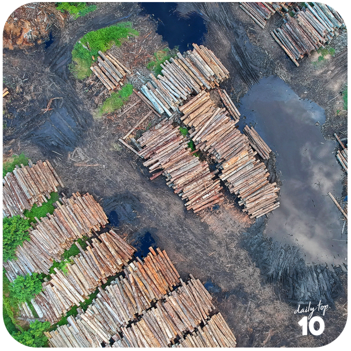It took nature decades of pampering to make these forests flourish and we simply take them all down in a matter of days.