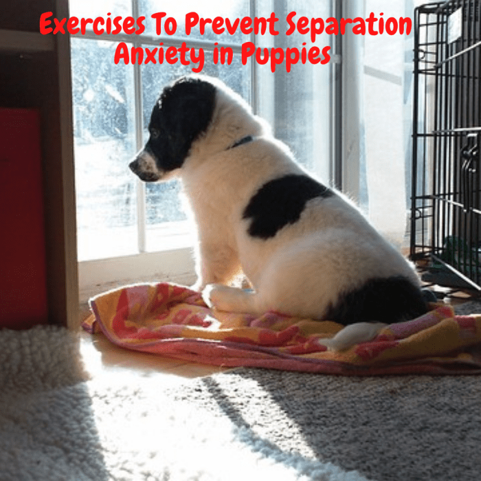 exercises-to-prevent-separation-anxiety-in-puppies