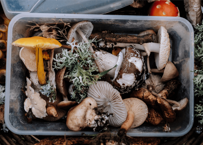 Are you an expert fungi forager with a wealth of personal photos and tons of field experience? If not, crafting a good title will not be enough to make your article about about wild mushrooms successful.