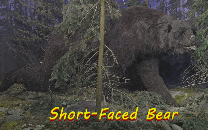 When compared to modern-day bears, the short-faced bear was so large that it can be hard to imagine.