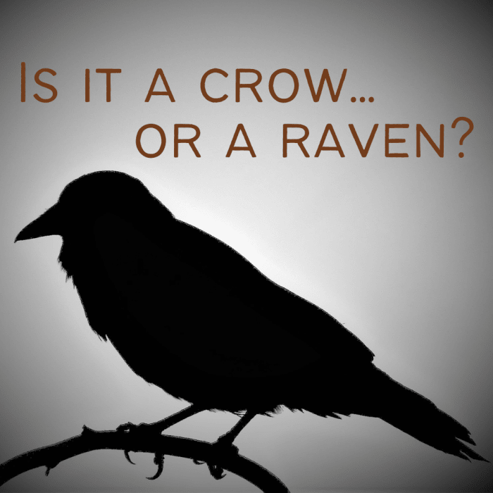 Ravens vs. Crows They Are Not the Same Owlcation