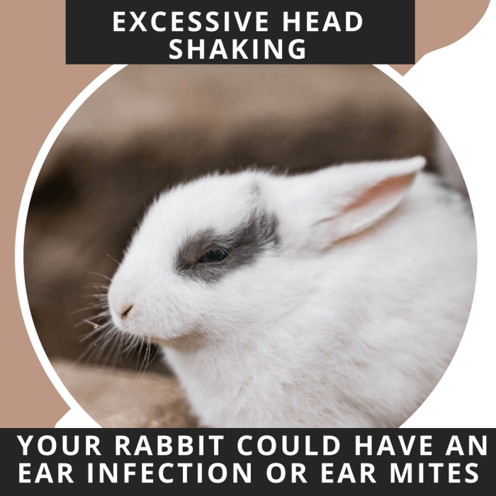 Bunny rabbits don't have any way of telling you they are sick. You have to be an attentive owner and watch their behaviour.