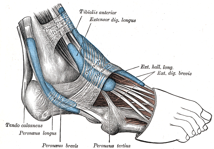 Human Anatomy Lesson 26 - HubPages