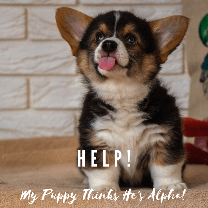 help-my-puppy-thinks-he-is-alpha-dog